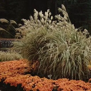 thumbnail for publication: Miscanthus sinensis 'Silverbell' ‘Silverbell' Japanese Silver Grass